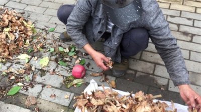 ​雨后榛蘑多 尝鲜一定要谨慎