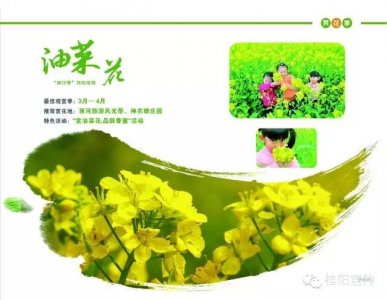 ​春光无限好|郴州桂阳，油菜花里花田喜事，桃花之恋等你招桃花！